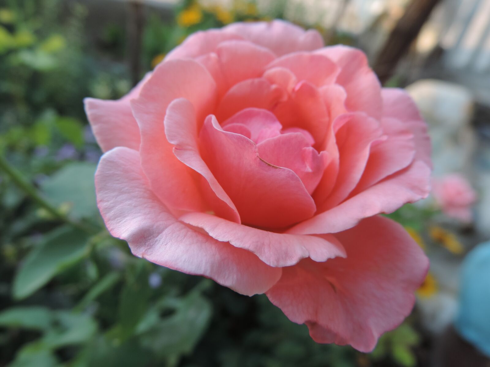 Nikon Coolpix P520 sample photo. Rose, pink, nature photography
