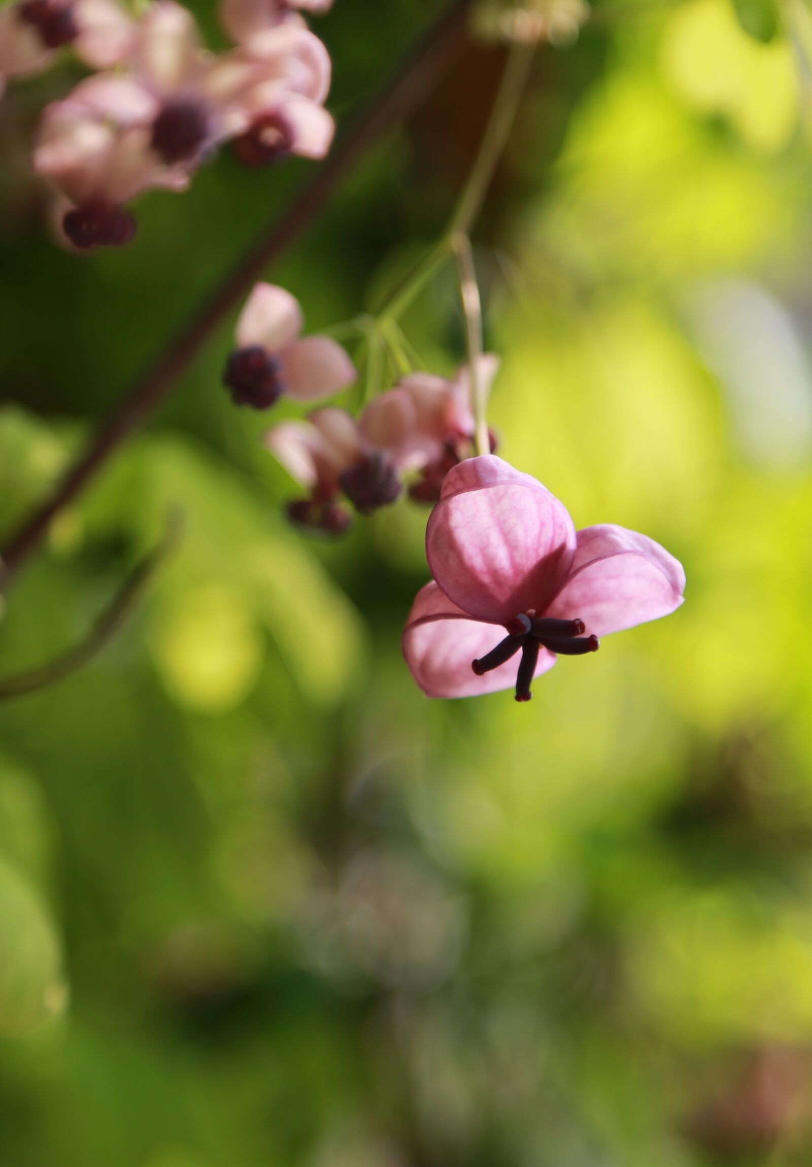 Canon EOS 6D + Canon EF 24-105mm F4L IS USM sample photo. Flowers, wildflower, plants photography