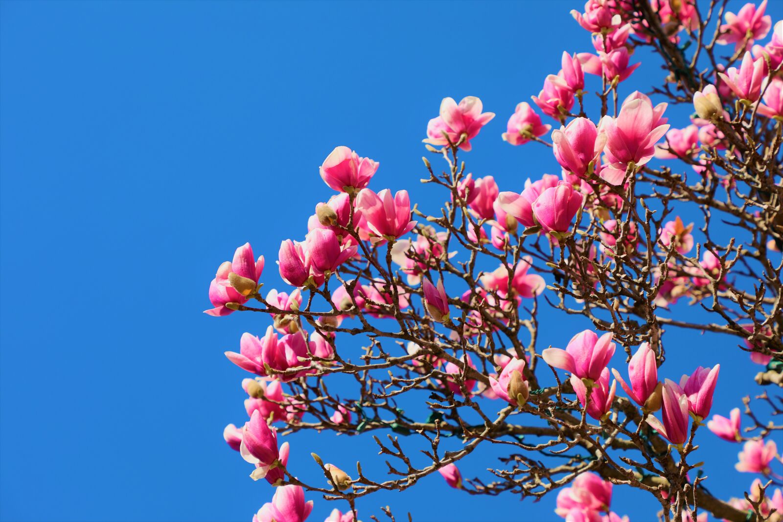 Canon EF 24-105mm F4L IS II USM sample photo. Magnolia, flower, spring photography