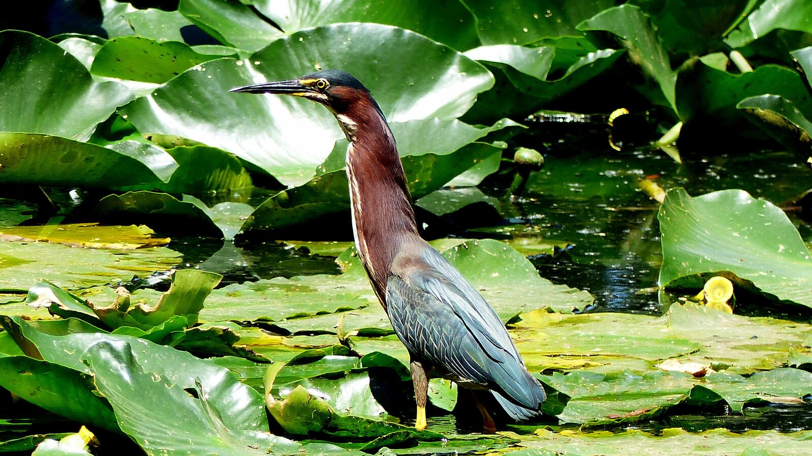 Panasonic Lumix DMC-FZ200 sample photo. Bird, animal, marsh photography