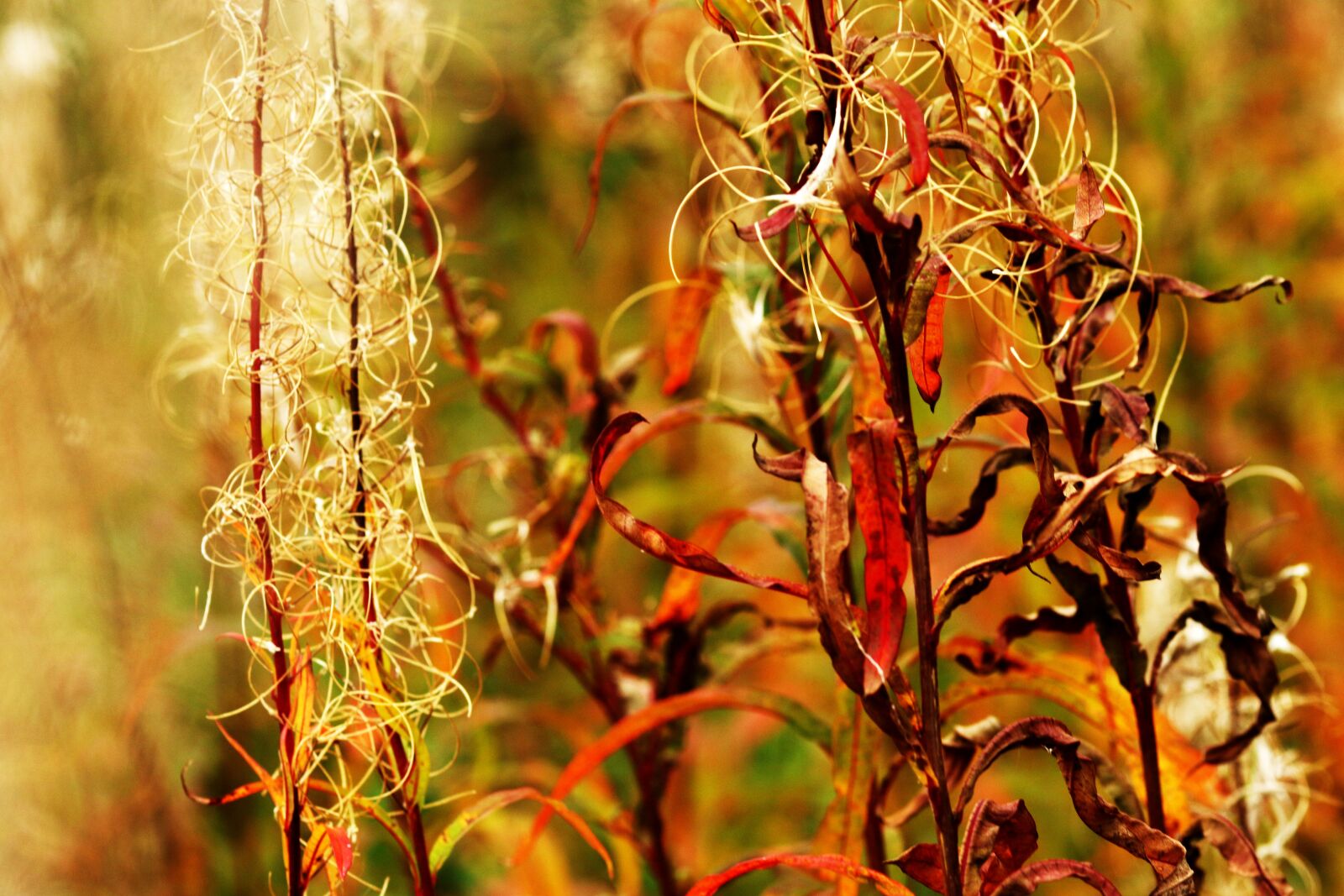 Canon EOS 7D Mark II + Canon EF 135mm F2L USM sample photo. Autumn, fall, nature photography
