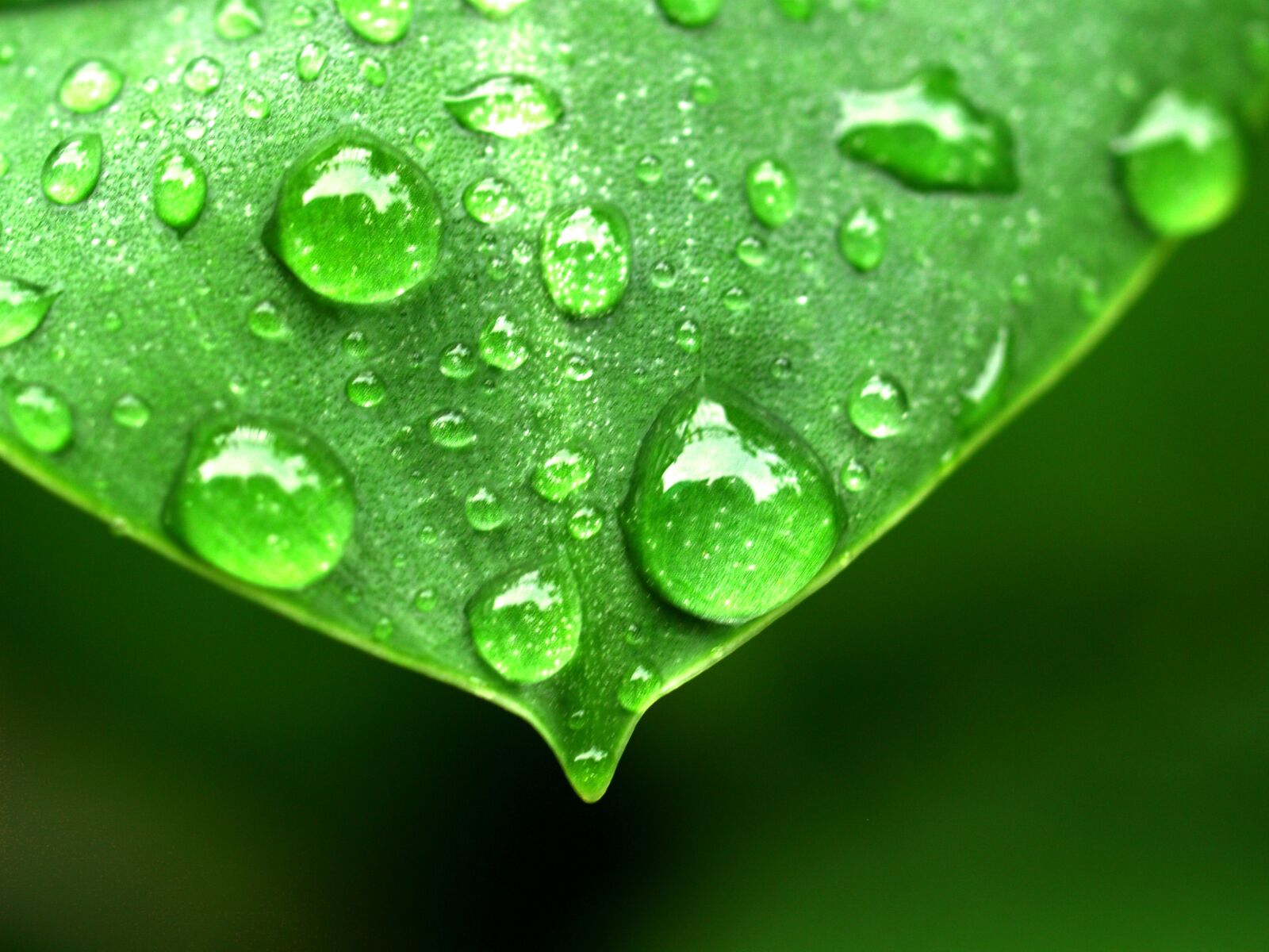 Olympus E-300 (EVOLT E-300) sample photo. Water, drops, leaf photography
