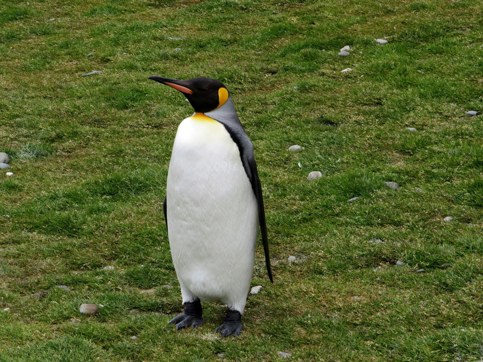 Canon PowerShot SX540 HS sample photo. King penguin, south georgia photography