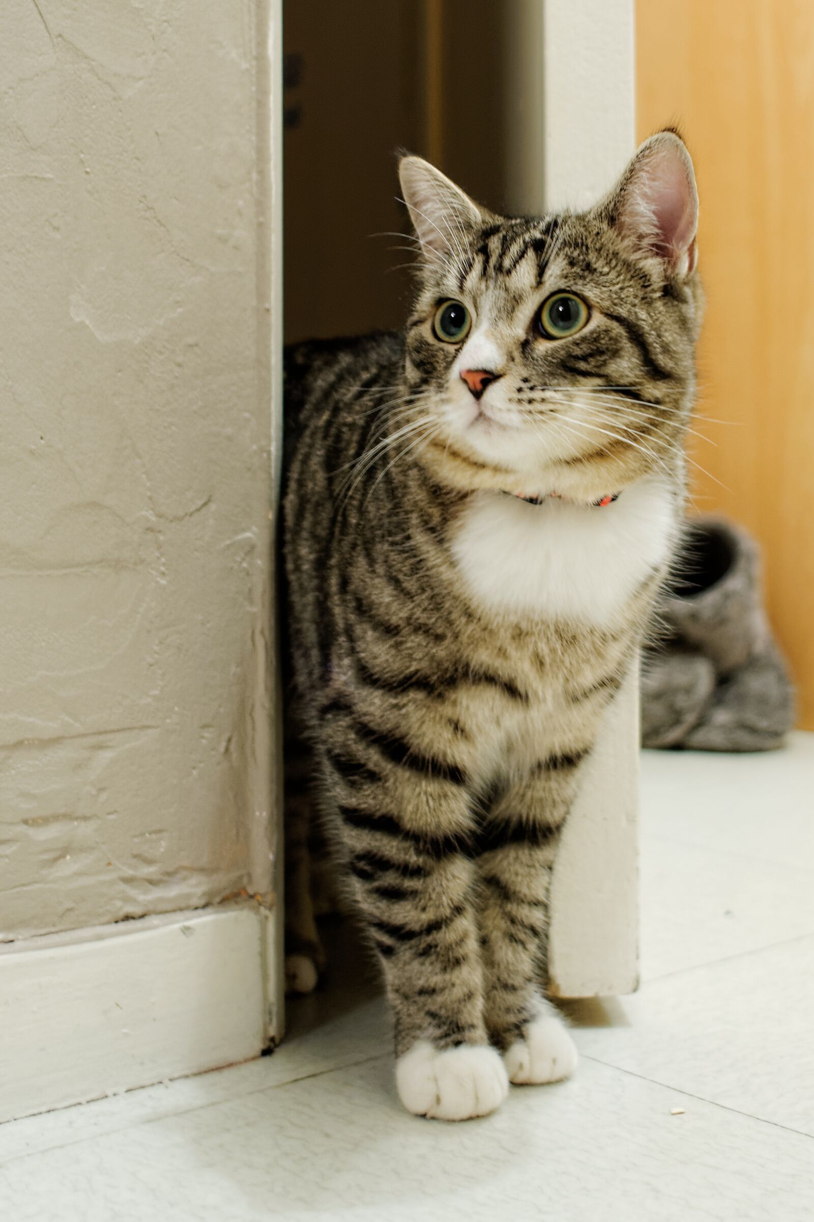Nikon D300S sample photo. Cat, animal, domestic photography