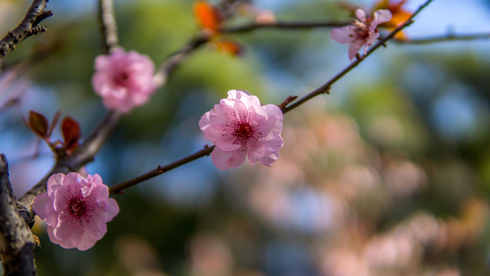 Sony a6000 sample photo. Cherry blossom, japan, japanese photography