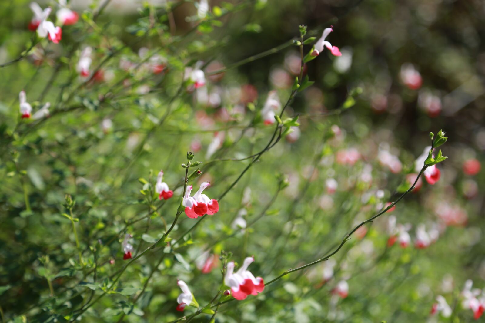 Canon EOS 6D + Canon EF 24-105mm F4L IS USM sample photo. Flowers, nature, plants photography