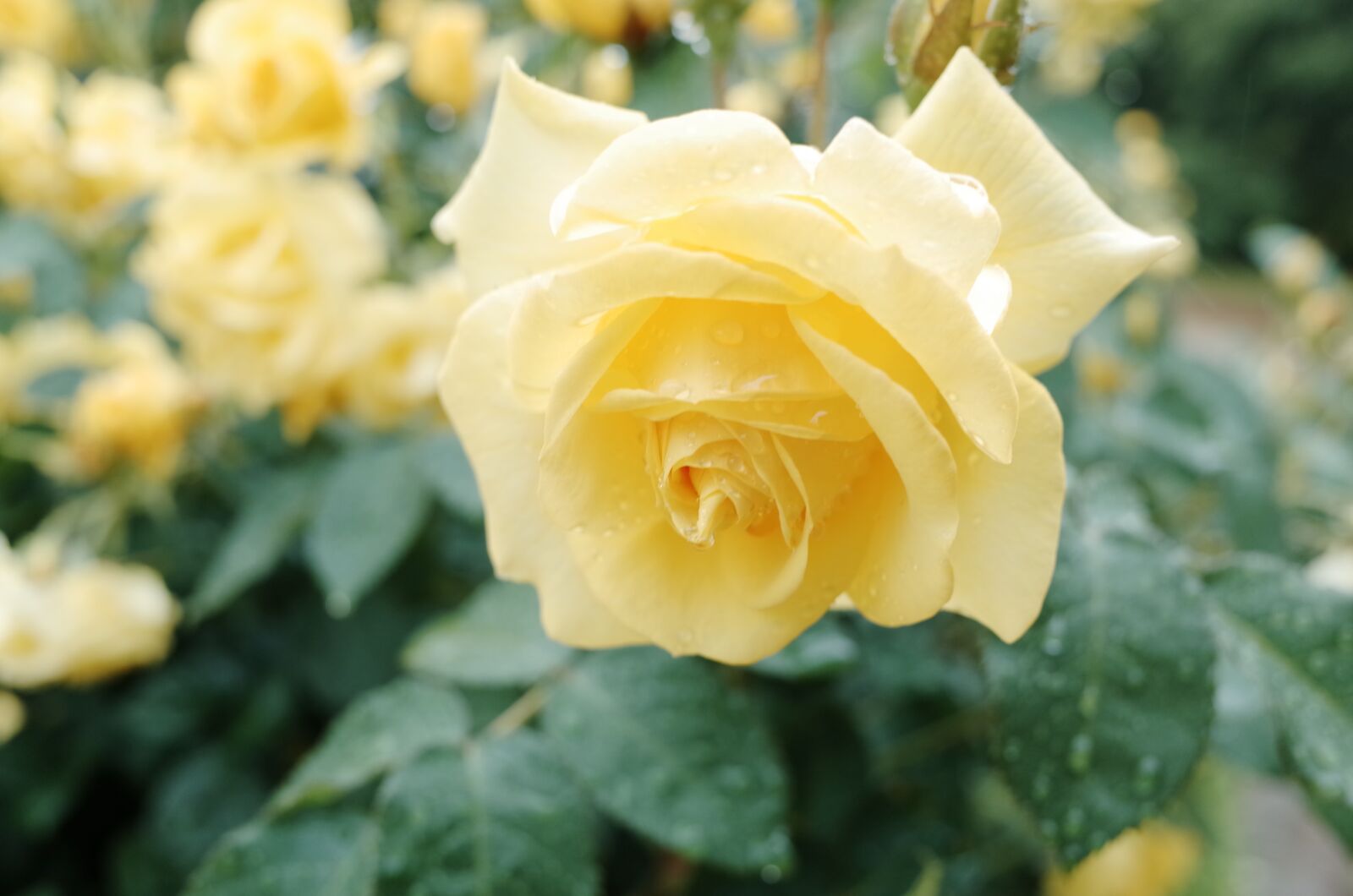 Ricoh GR sample photo. Flower, roses, yellow roses photography