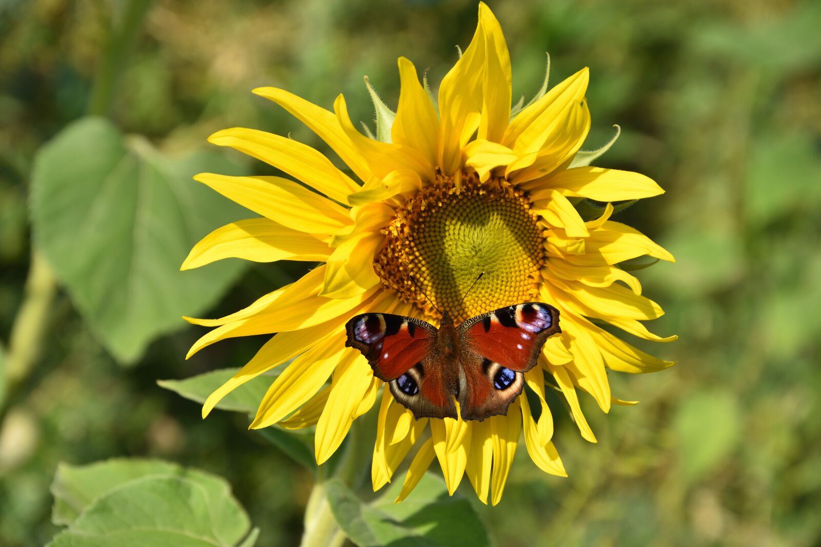 Nikon D7200 sample photo. Peacock butterfly, peacock, butterfly photography