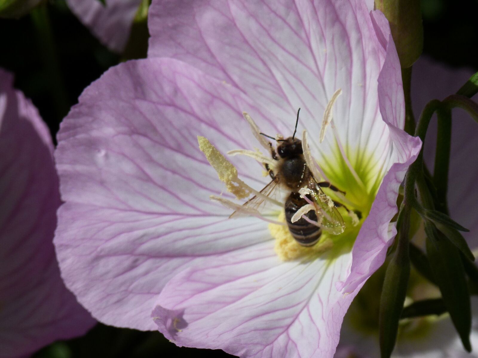 Panasonic Lumix DMC-FZ100 sample photo. Flower, bee, nature photography
