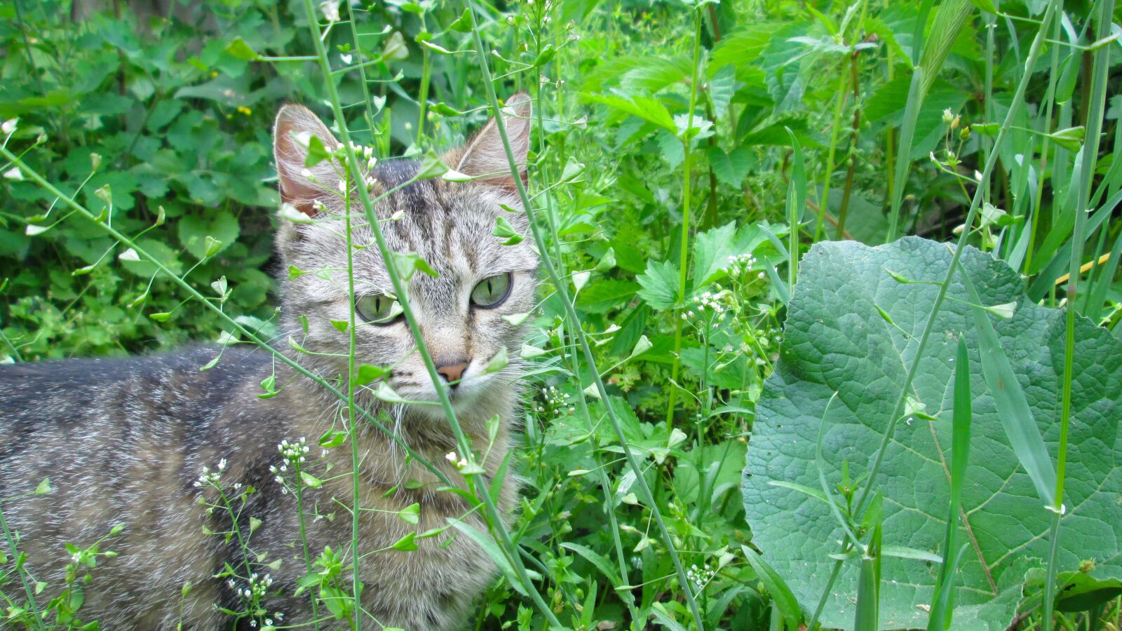 Canon PowerShot A810 sample photo. Cat, nature, feline photography