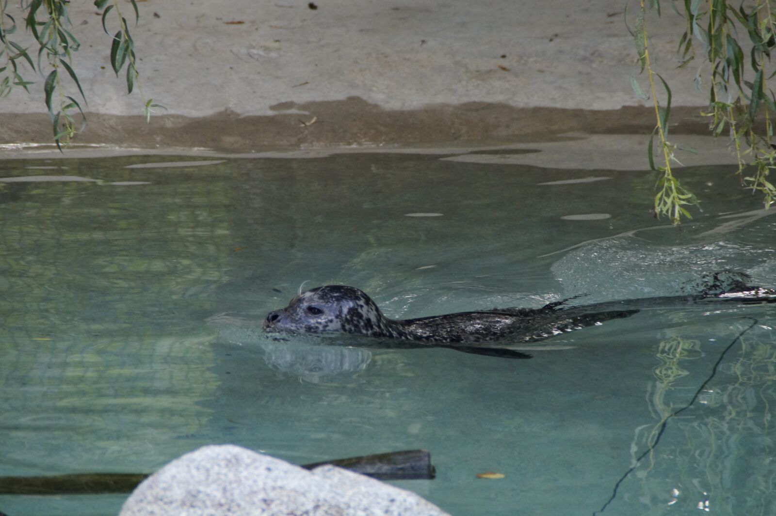 Sony SLT-A58 sample photo. Seal, swim, water photography