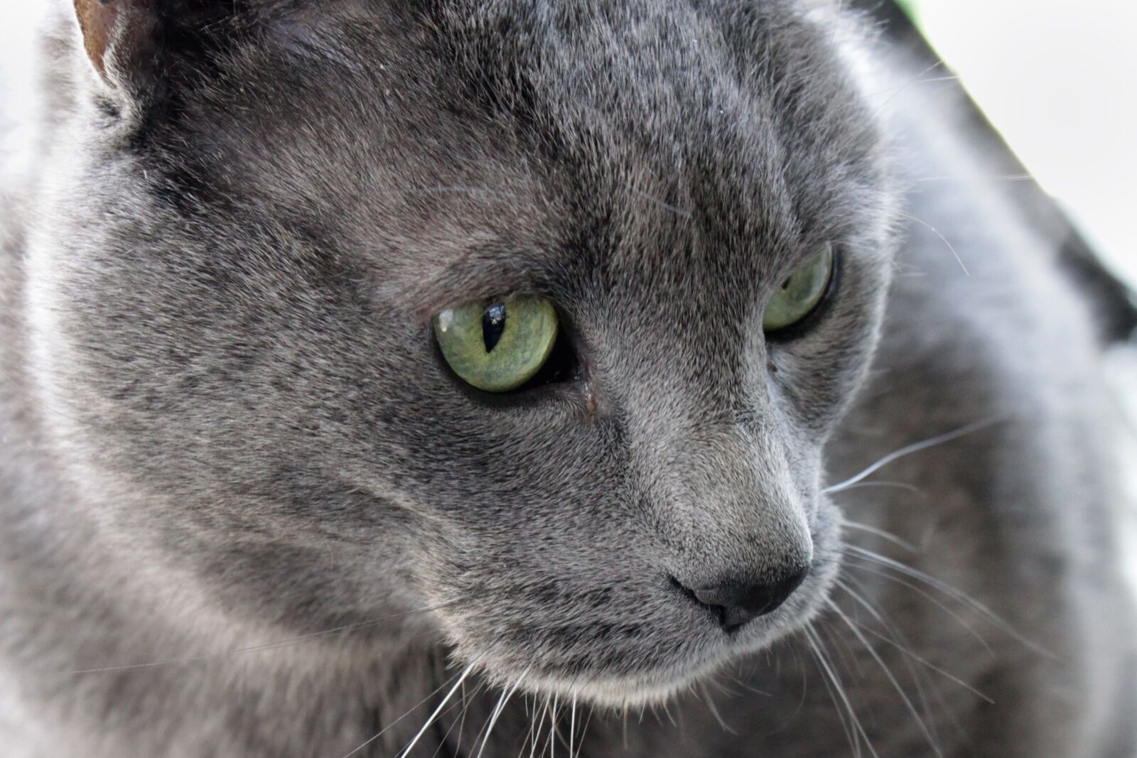 Canon EOS 500D (EOS Rebel T1i / EOS Kiss X3) sample photo. Cat, pet, male photography