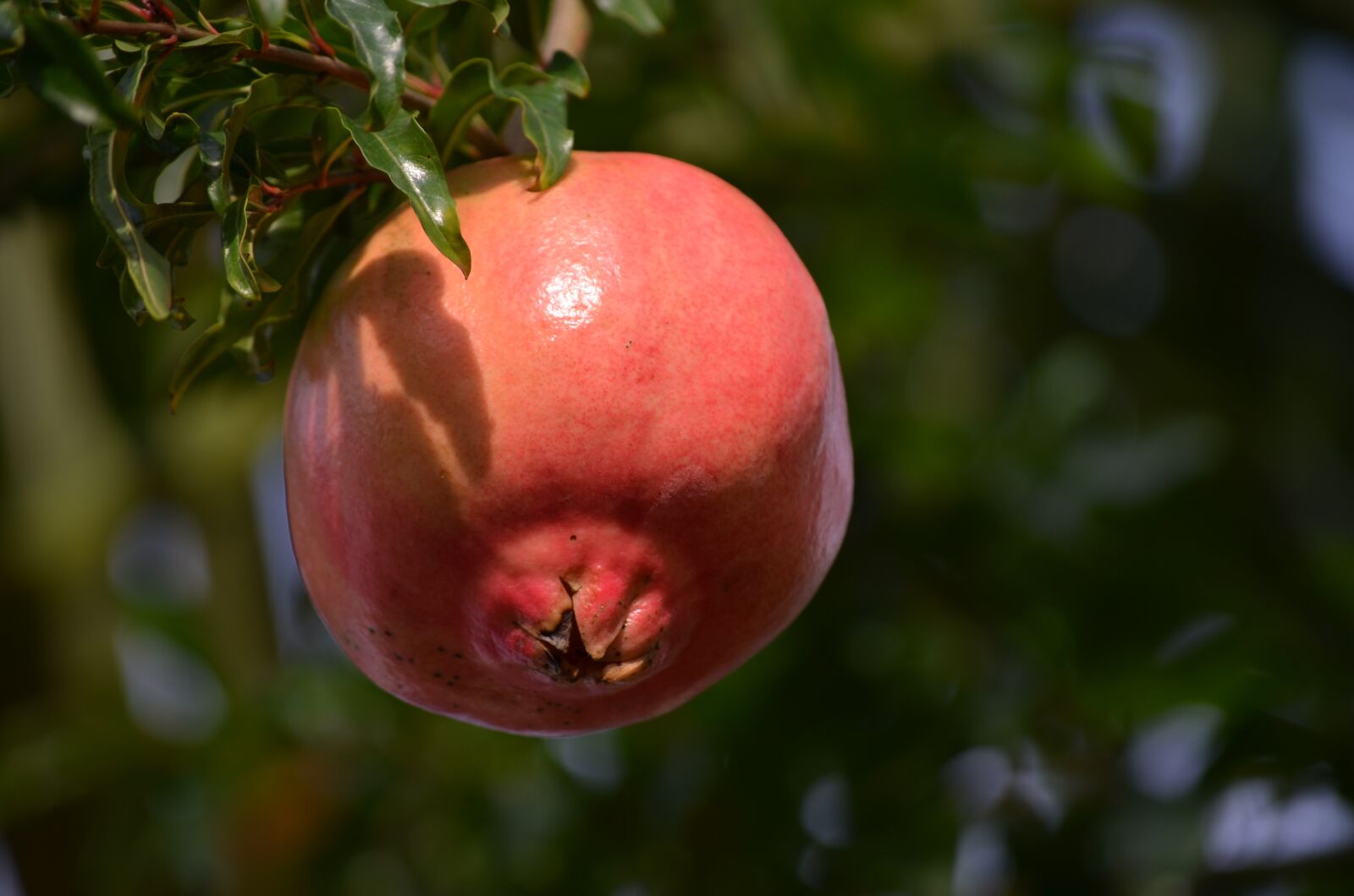 Nikon D5100 sample photo. Pomegranate, food, fruit photography
