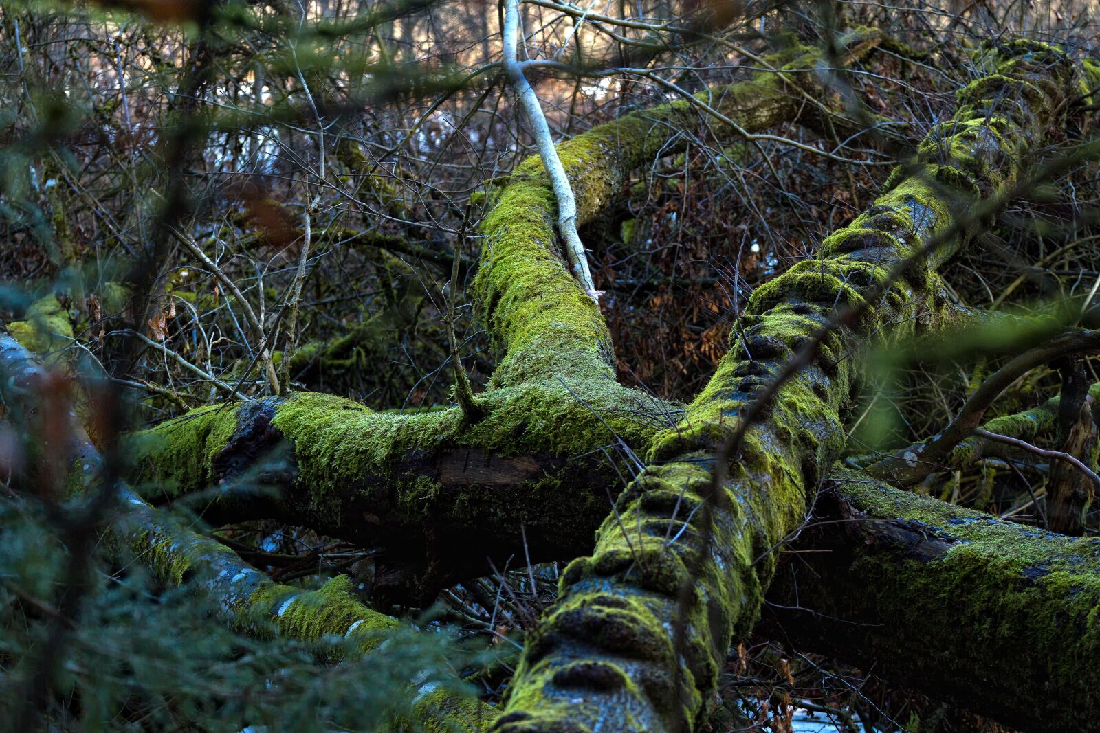 Canon EOS 7D + Canon EF 70-200mm F4L USM sample photo. Tree root, moss, overgrown photography