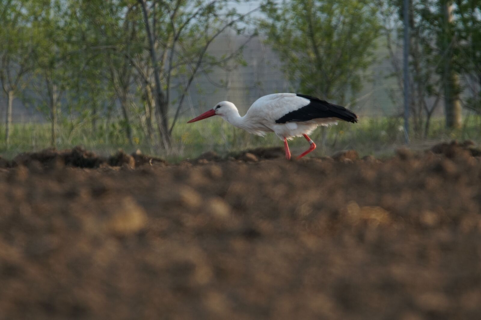 Sony a6500 sample photo. Adebar, stork, wildlife photography