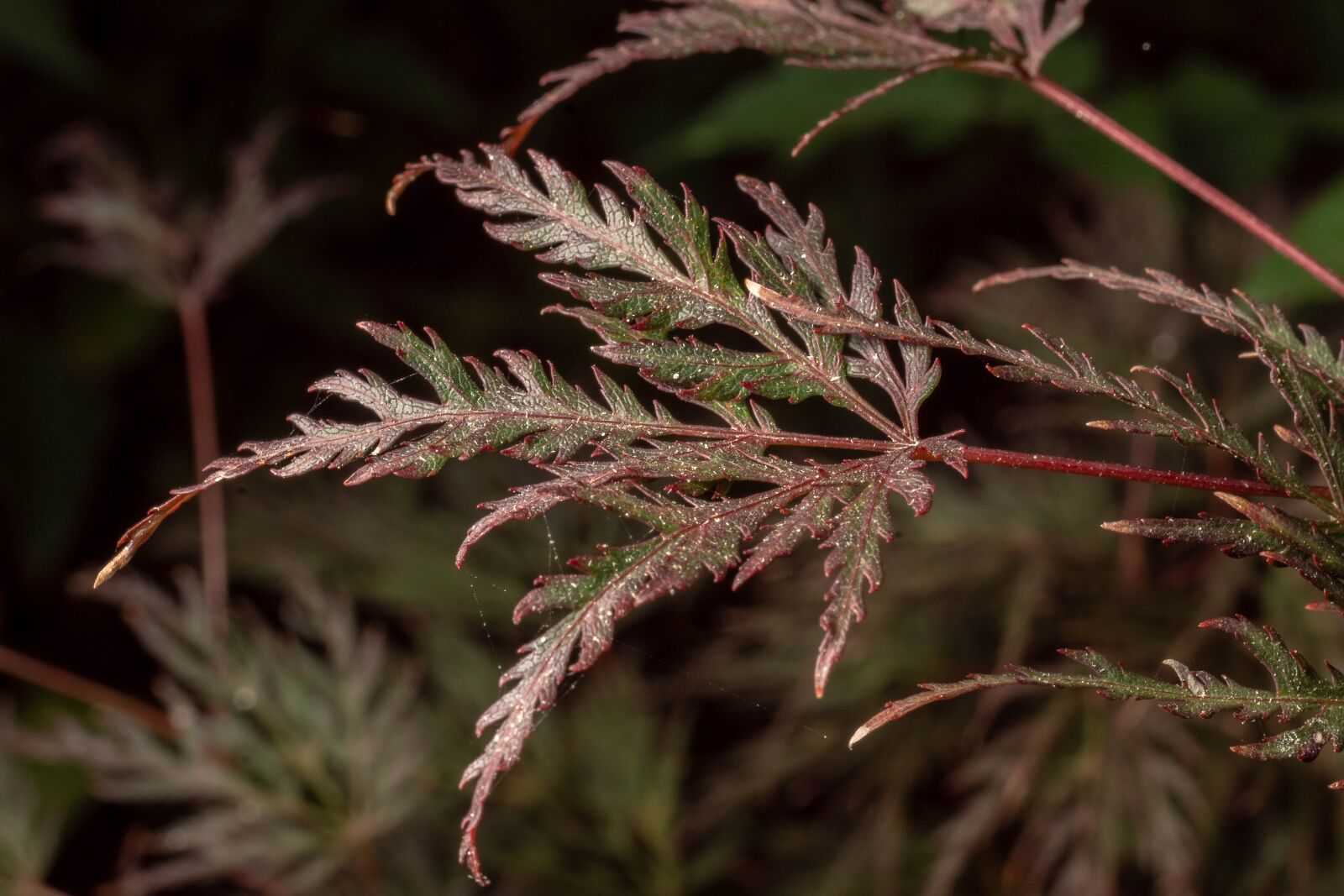 MACRO 50mm F2.8 sample photo. Macro, leaves, nature photography