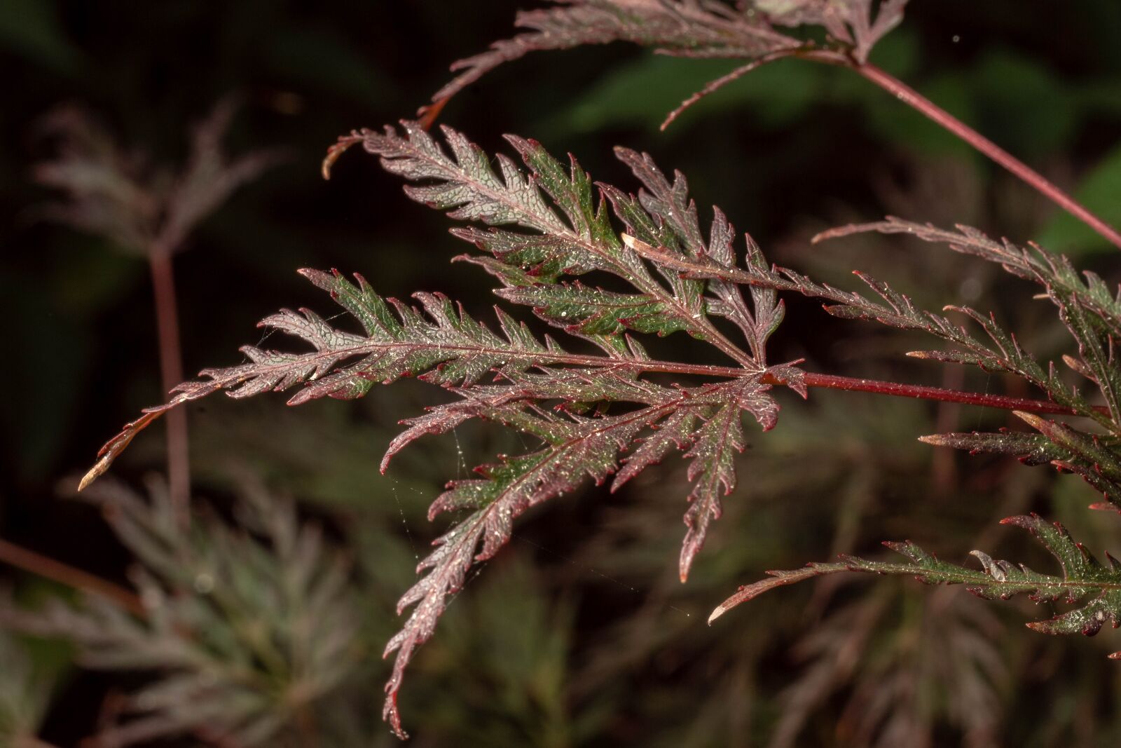 Sony SLT-A68 + MACRO 50mm F2.8 sample photo. Macro, leaves, nature photography