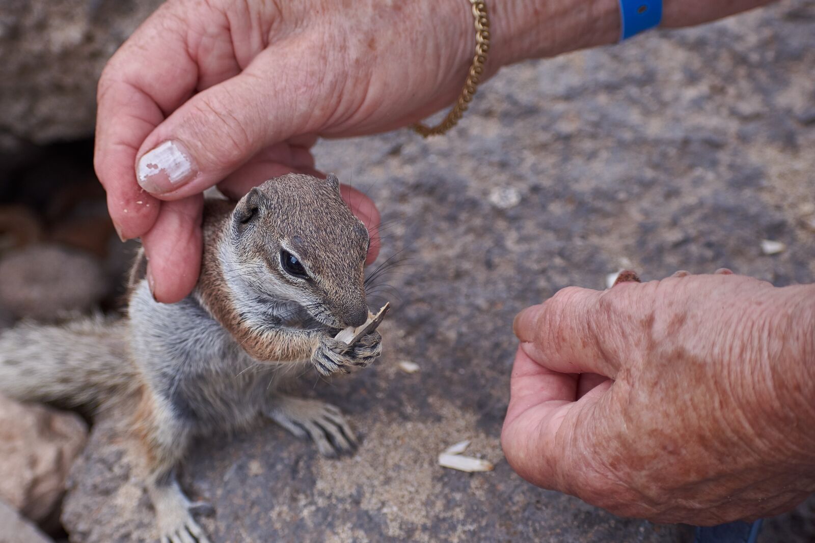 Nikon D7200 sample photo. Gophers, feed, hand photography