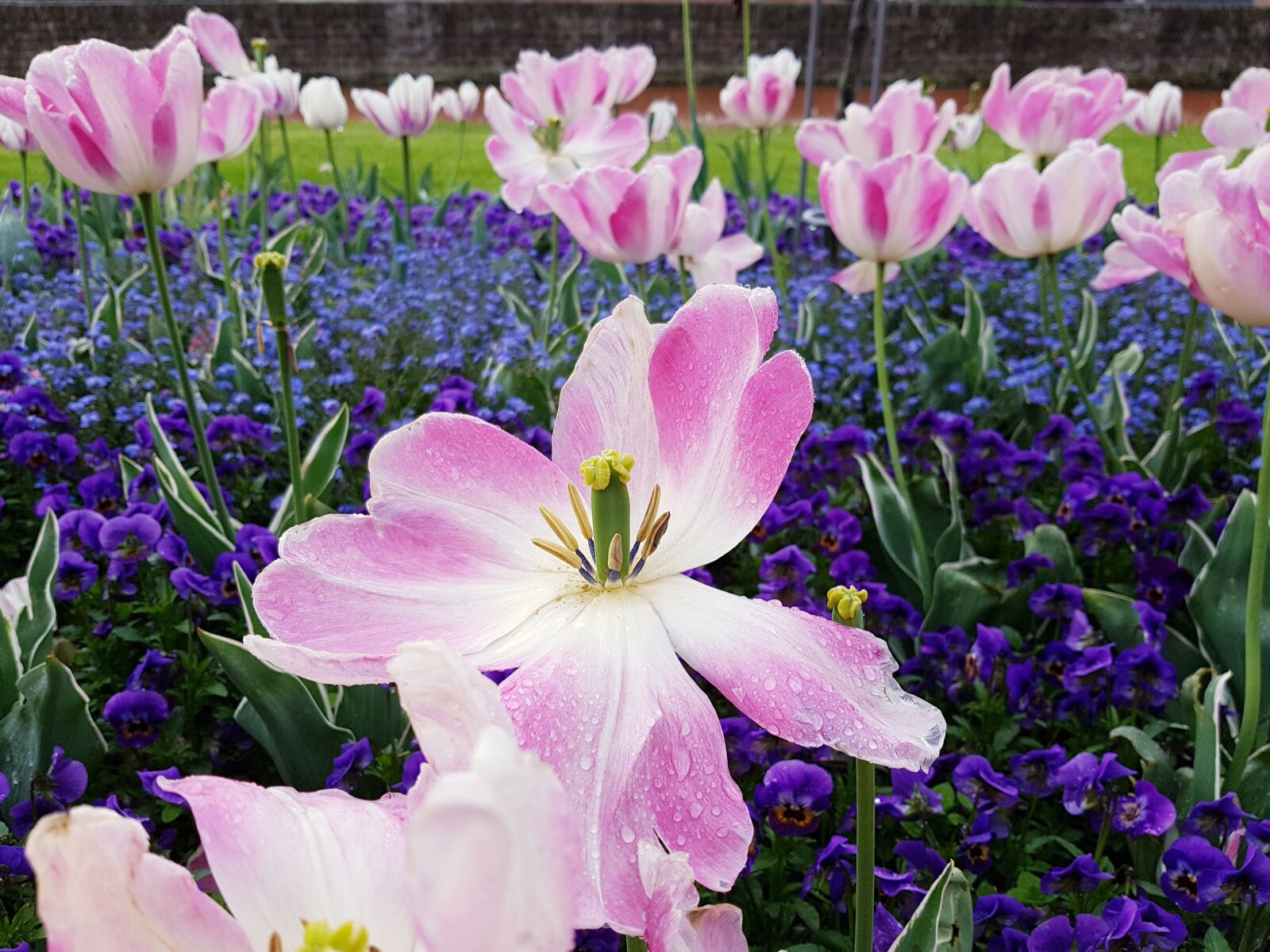 Samsung Galaxy S7 Edge sample photo. Tulip, white, pink photography