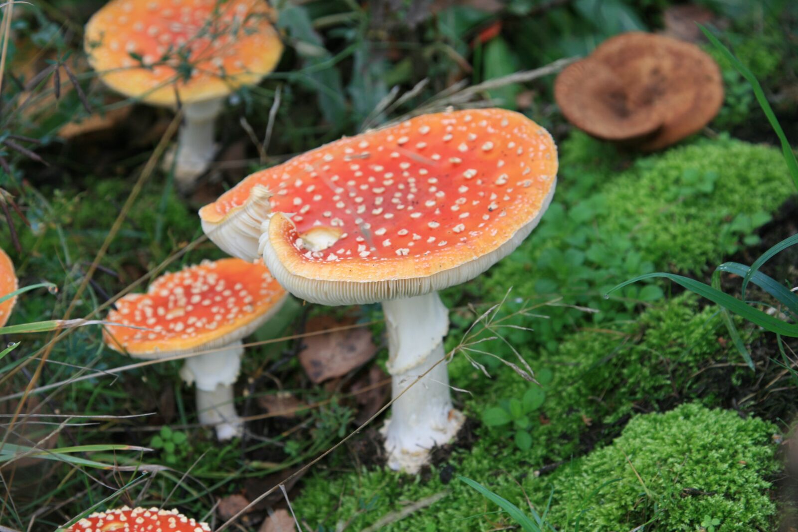 Canon EOS 400D (EOS Digital Rebel XTi / EOS Kiss Digital X) sample photo. Mushrooms, moss, brown photography