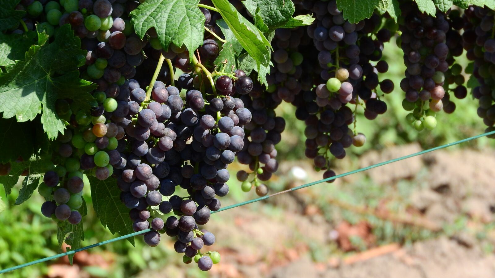 Nikon Coolpix P610 sample photo. Vineyard, grapevine, viticulture photography