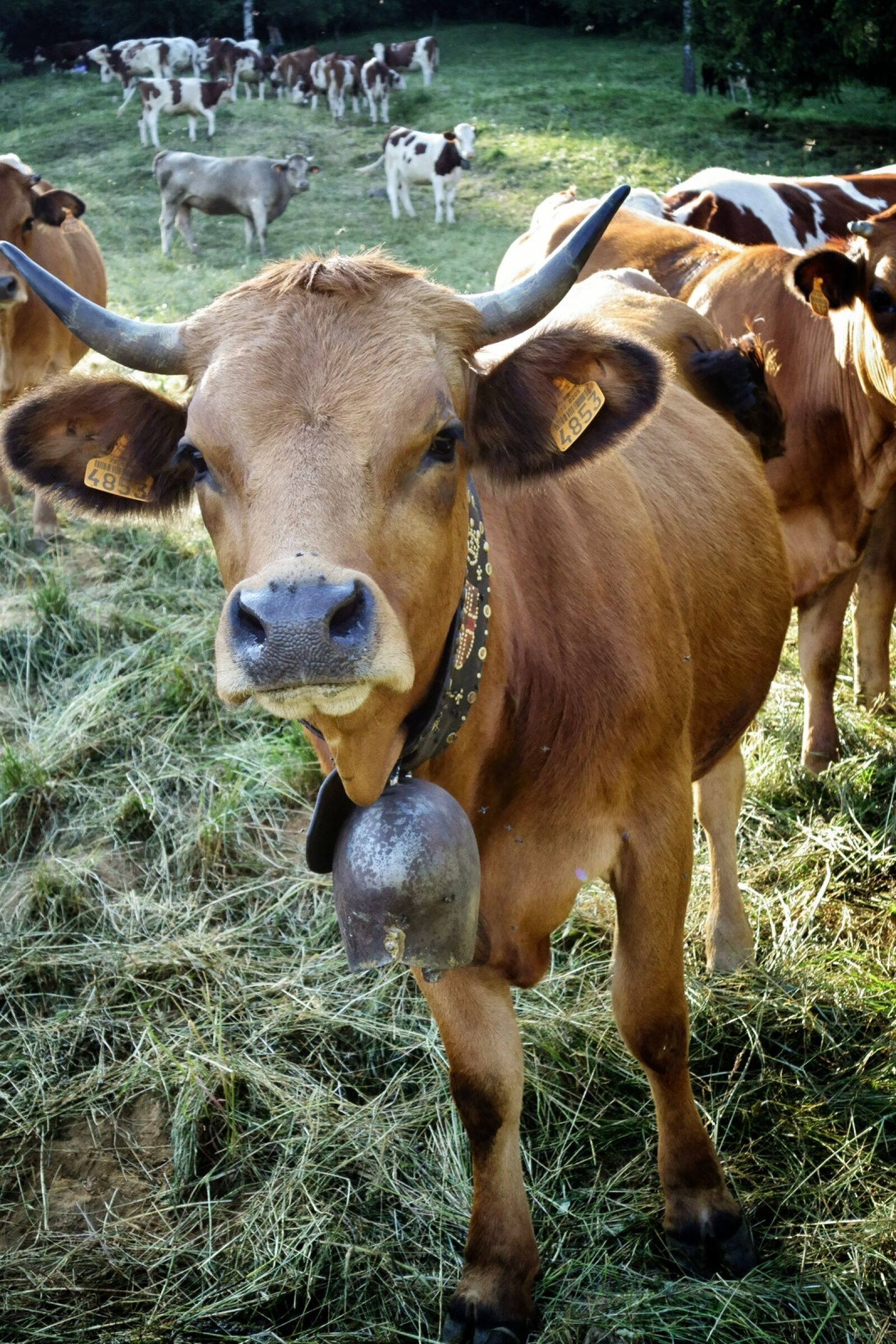 Sony Cyber-shot DSC-RX100 II sample photo. Brown, cow photography