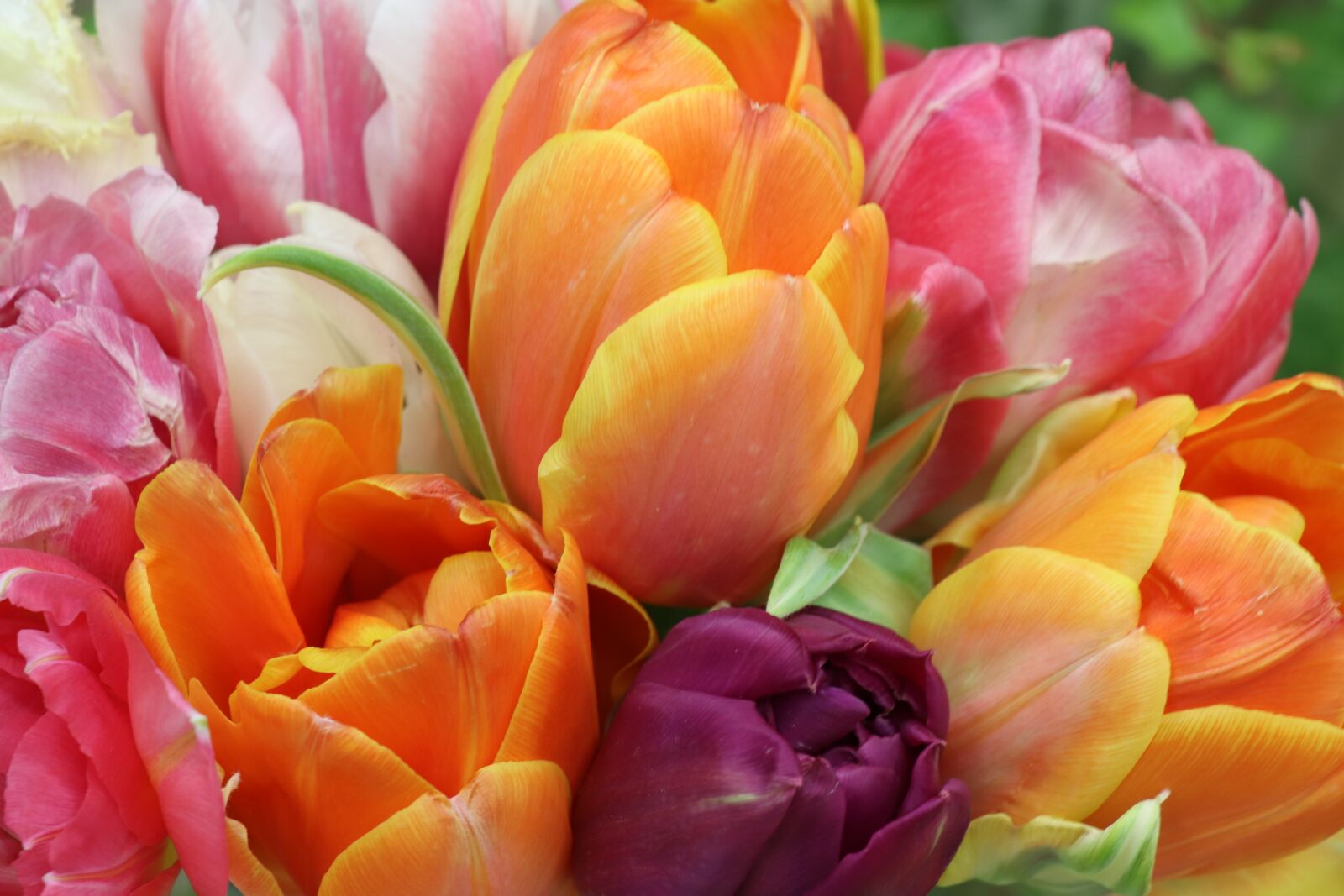 Canon EOS 77D (EOS 9000D / EOS 770D) sample photo. Tulips, bright, bouquet photography