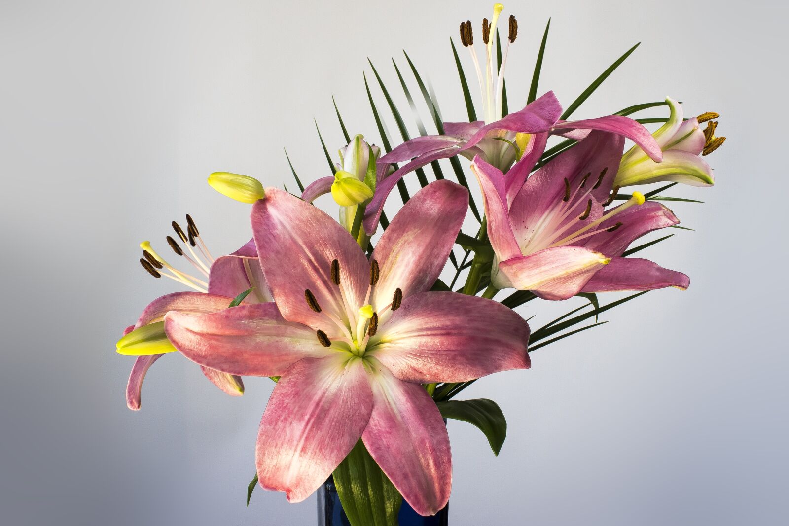 Canon EOS 1300D (EOS Rebel T6 / EOS Kiss X80) sample photo. Lily, lilium, flower photography