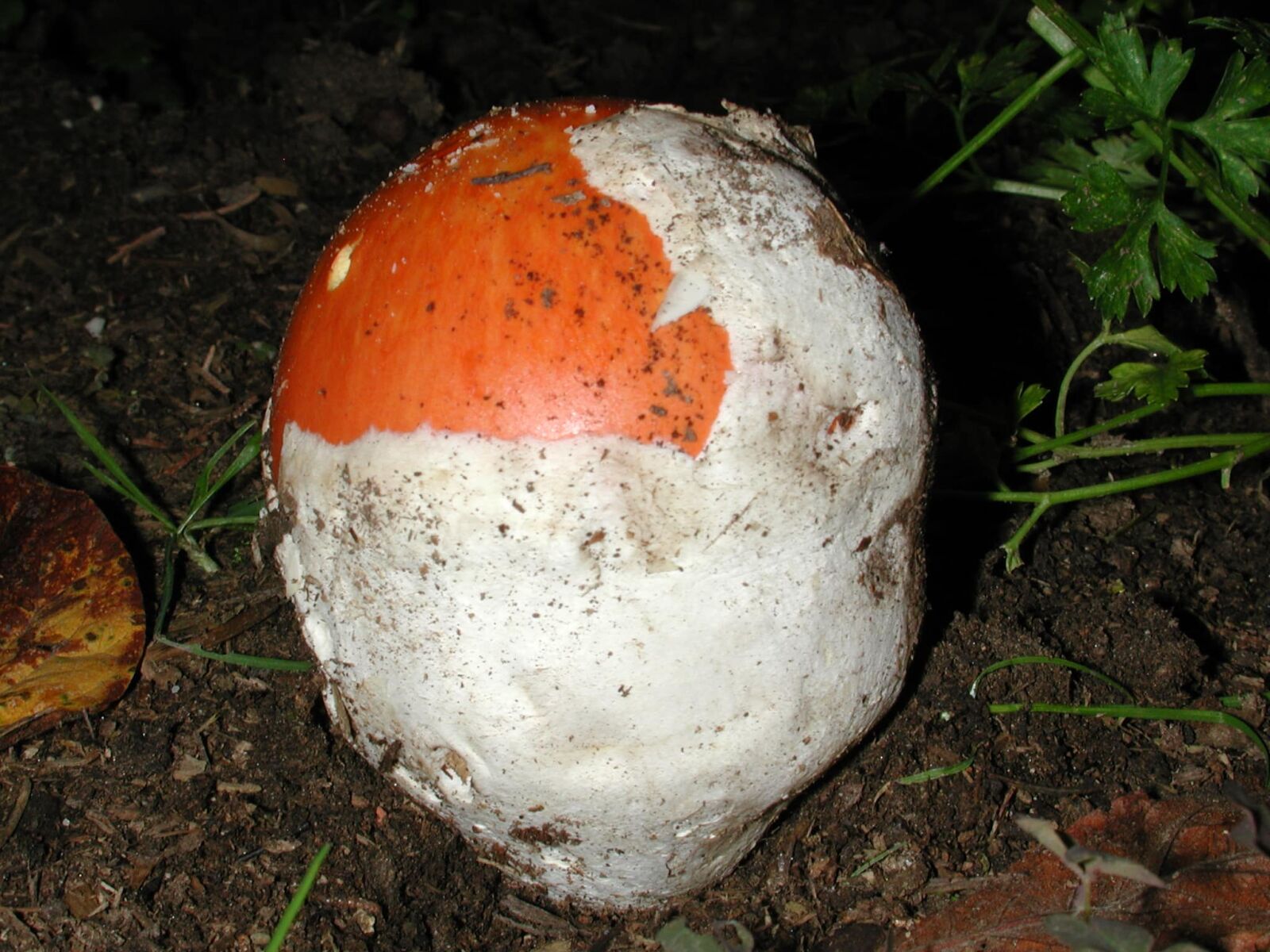 Nikon E990 sample photo. Red mushroom, toxic, exotic photography