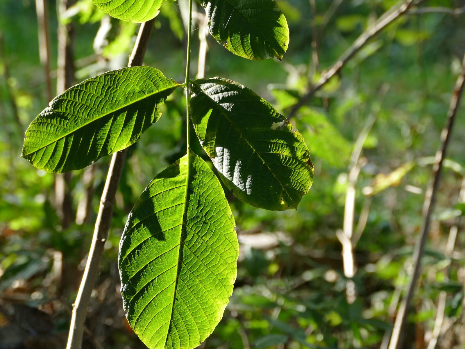 Panasonic Lumix DMC-FZ1000 sample photo. Walnut, foliage, forest photography