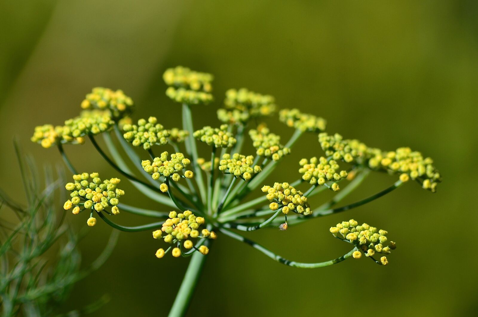 Nikon D7000 sample photo. Yellow, green, plant photography