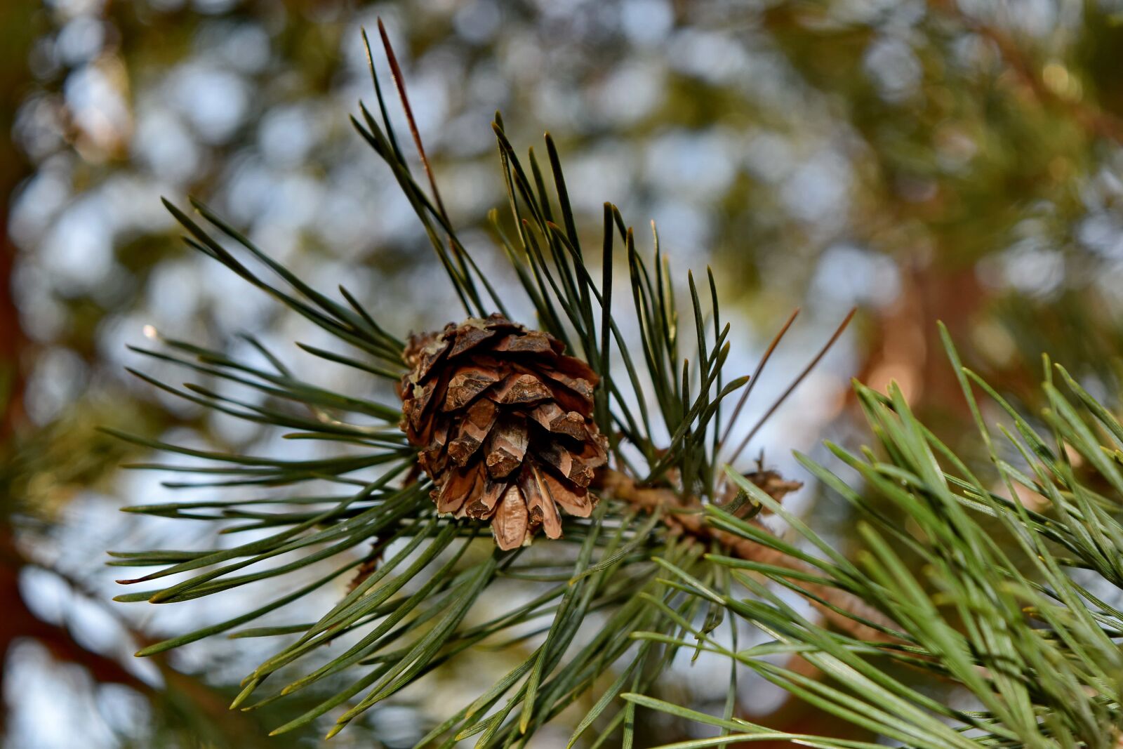 Nikon D5500 sample photo. Pine, tree, winter, cone photography