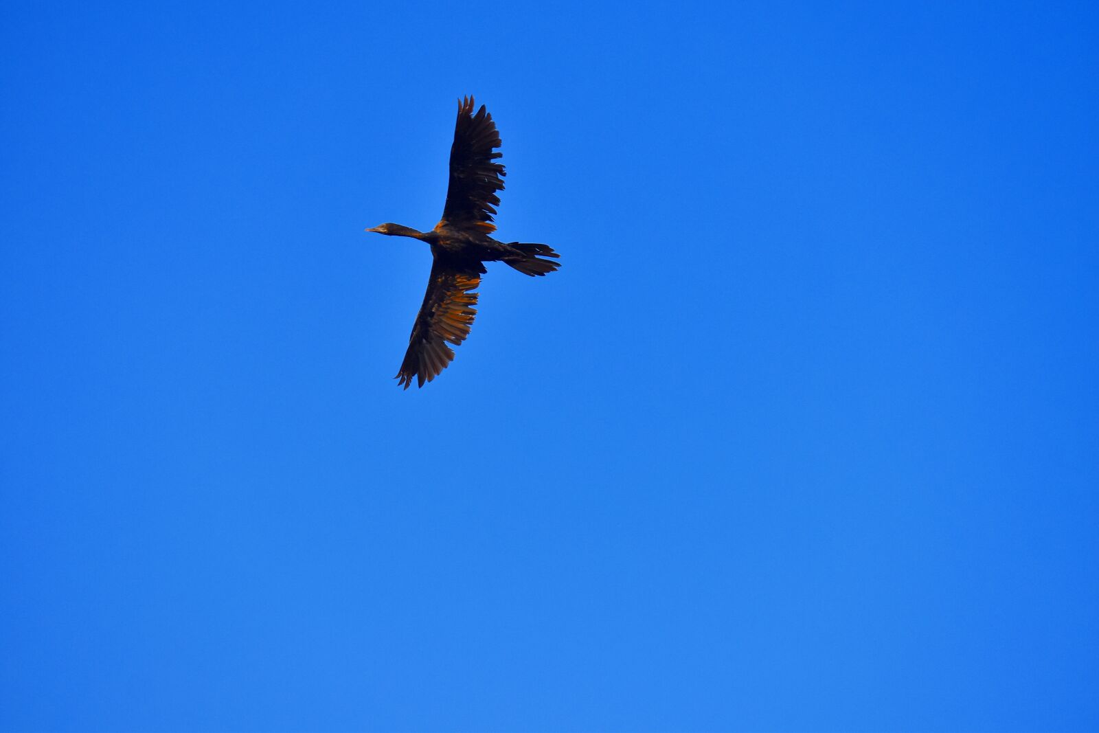 Nikon D5600 sample photo. Anhinga, darter bird, aquatic photography