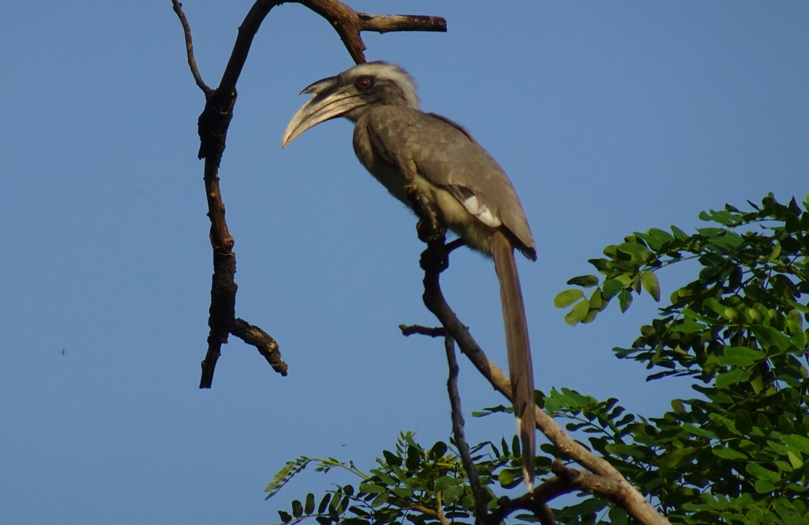 Sony DSC-WX800 sample photo. Bird, hornbill, indian photography