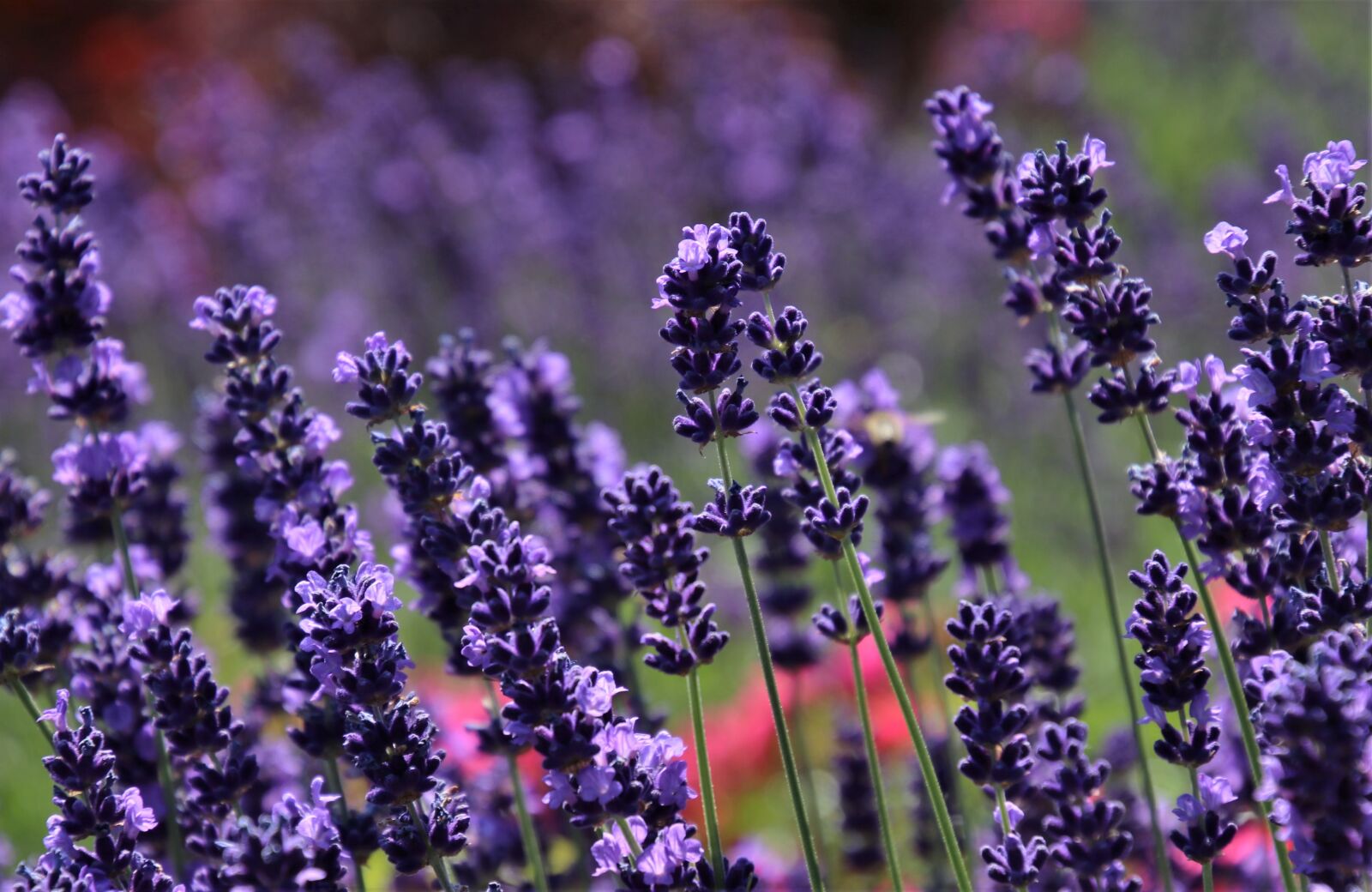 Canon EOS 80D sample photo. Purple, lavender fields, fragrant photography
