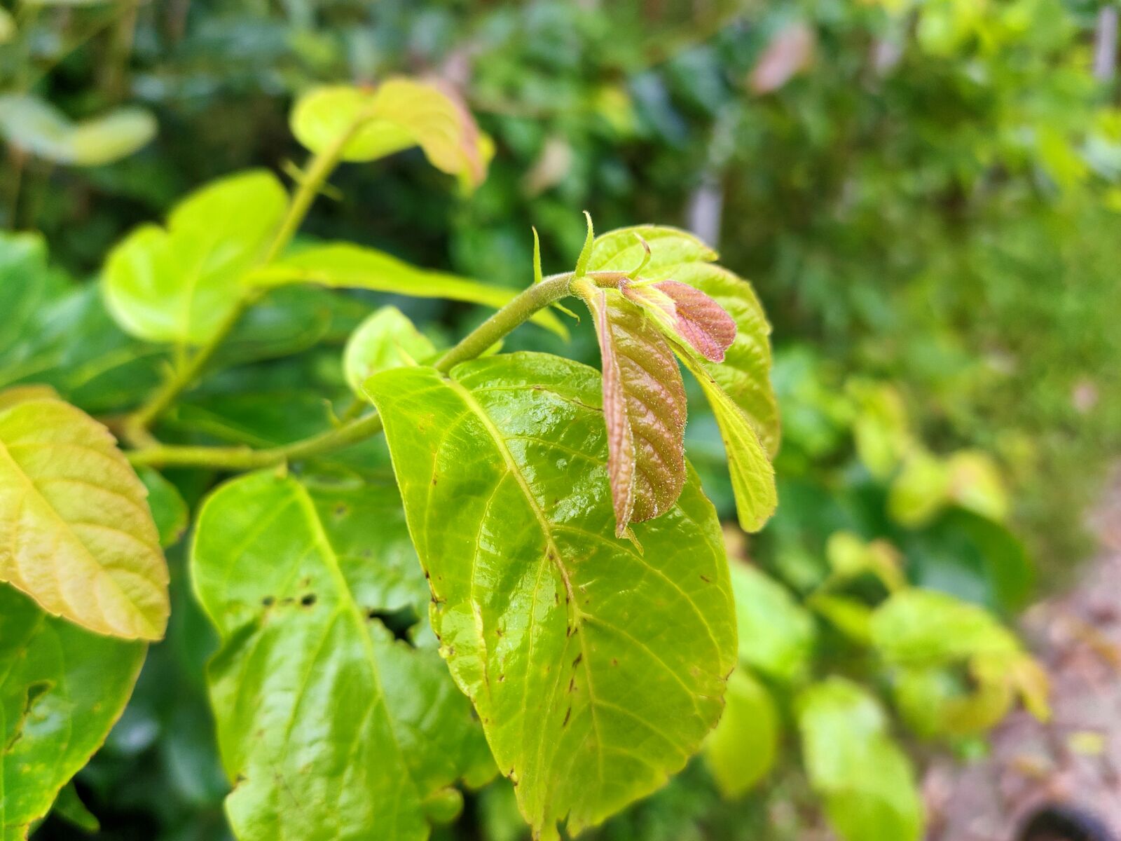 Realme 5 PRO sample photo. Plants, tree, green photography