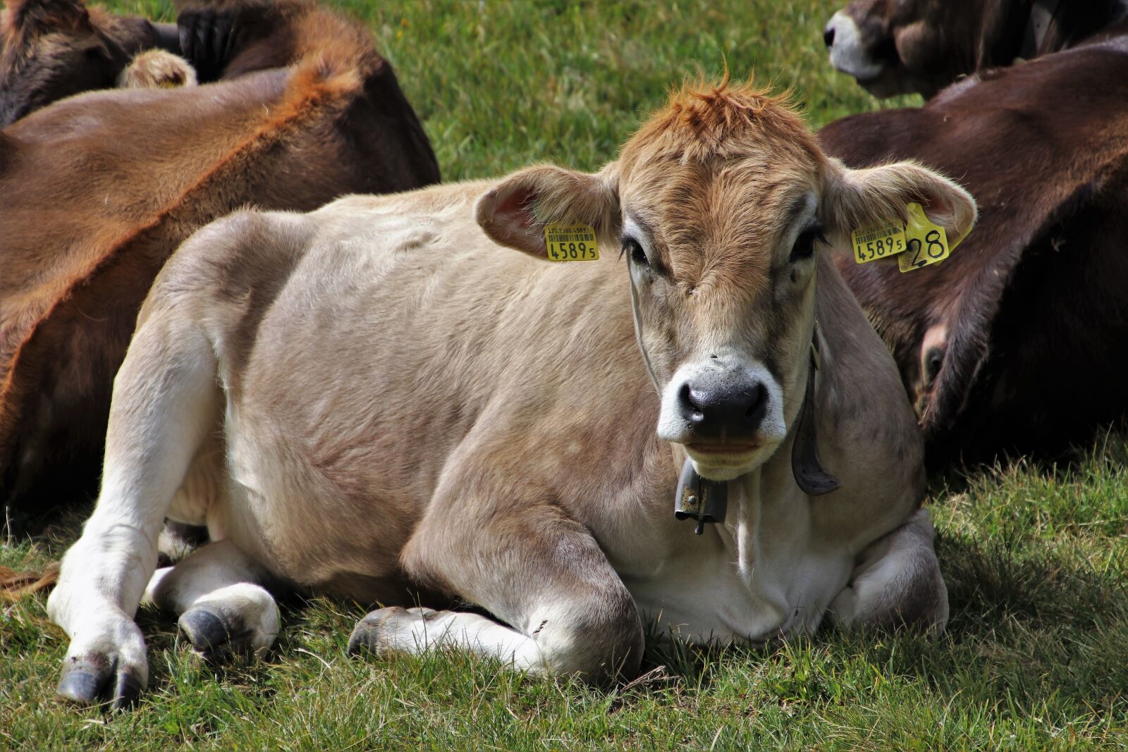Canon EOS 80D sample photo. Cow, beef, animals photography