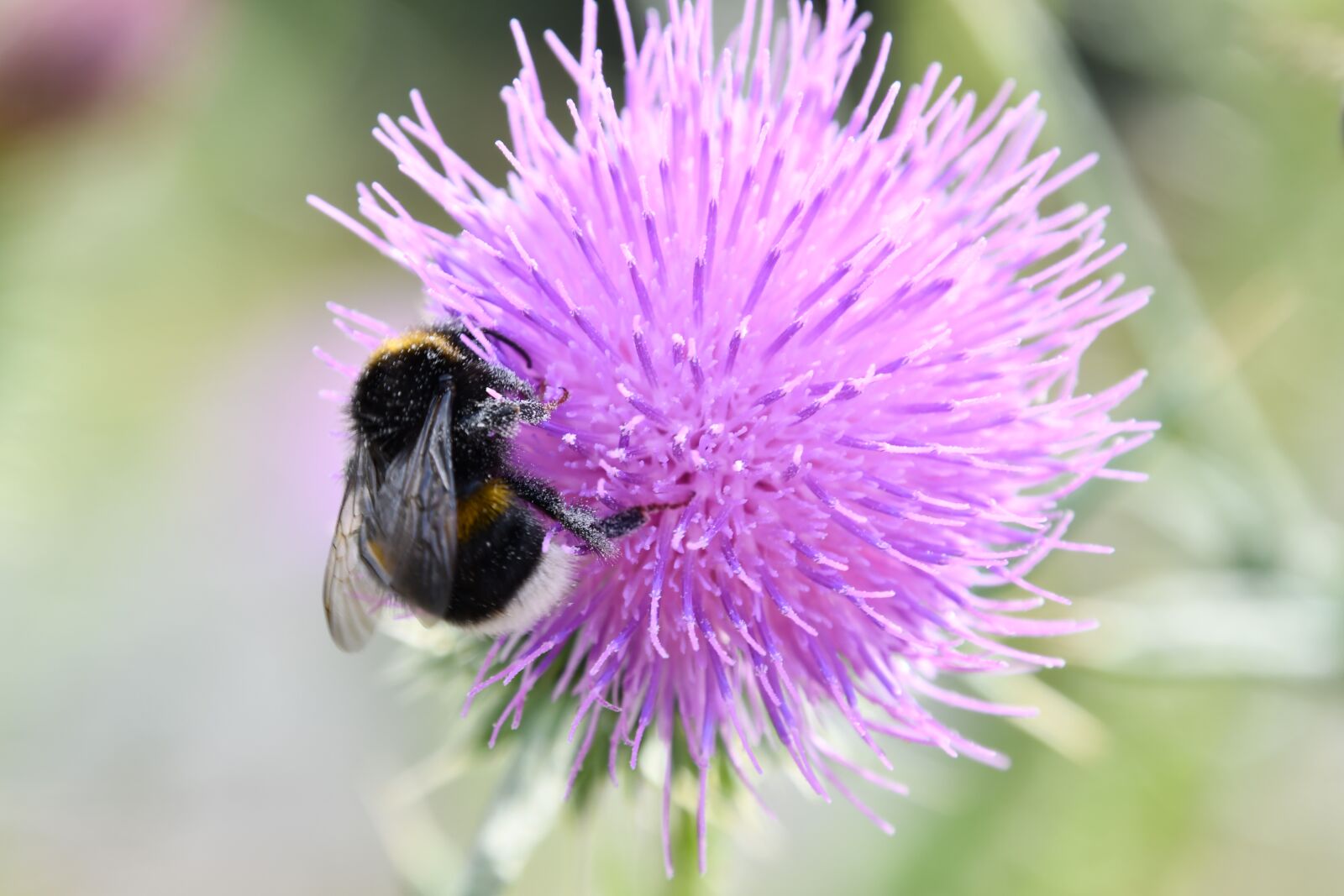 Nikon D7500 sample photo. Bourdon, thistle, purple photography