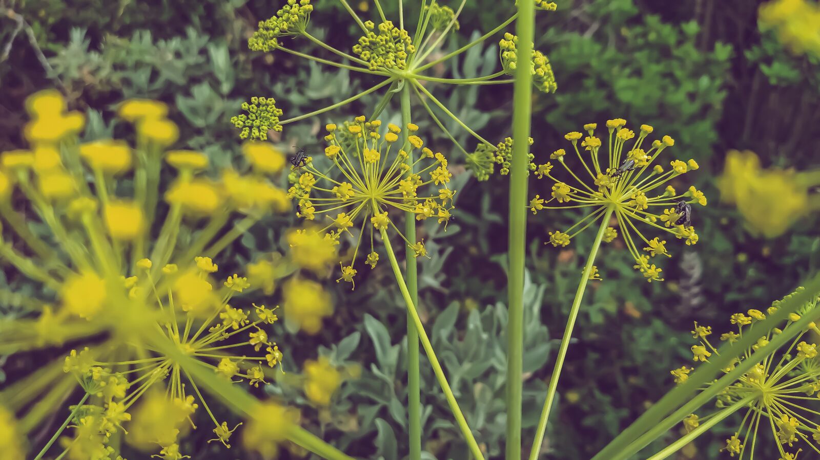 Xiaomi Mi A3 sample photo. Candileja, cañajera, zumillo photography