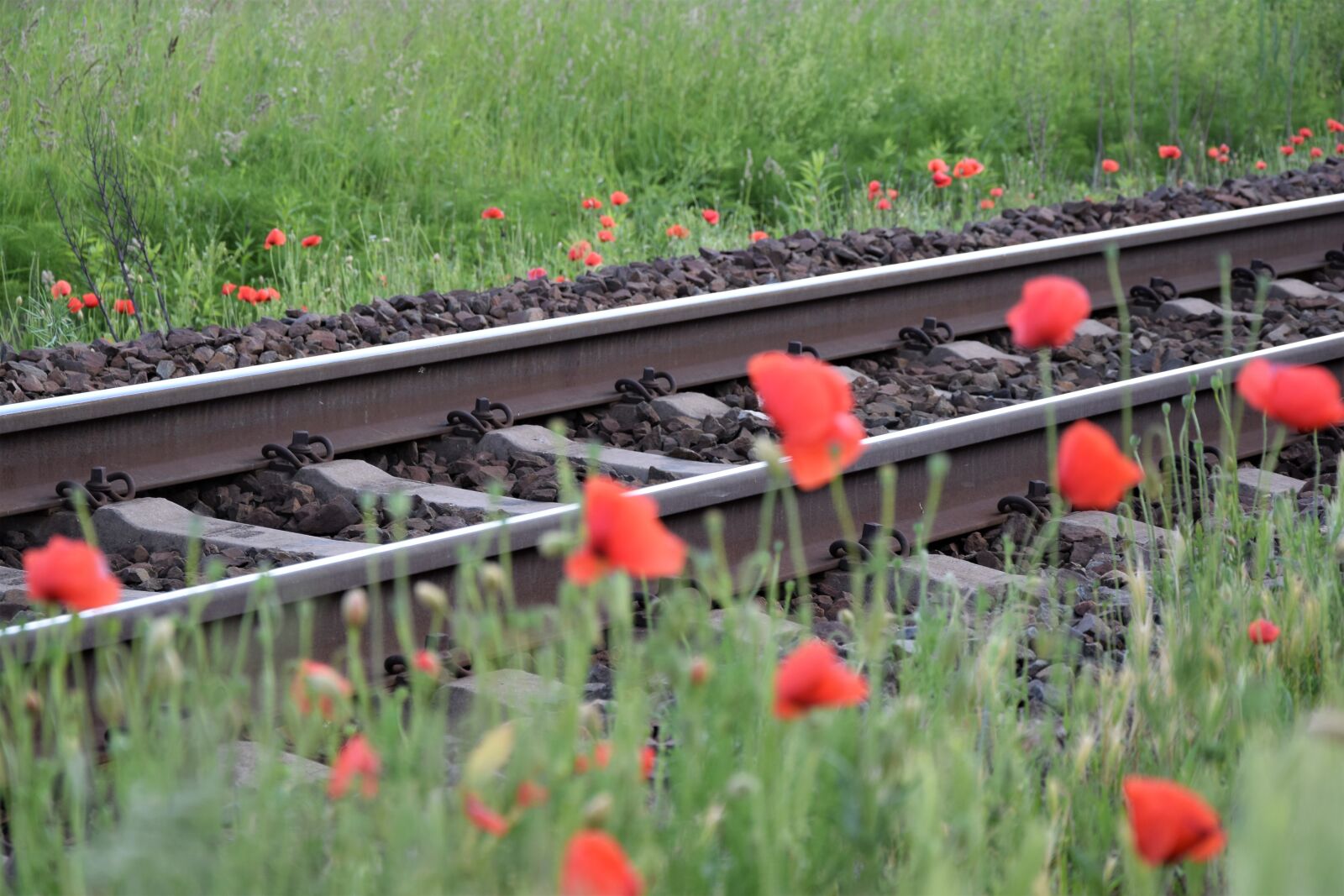 Nikon D3300 sample photo. Red poppy near railway photography