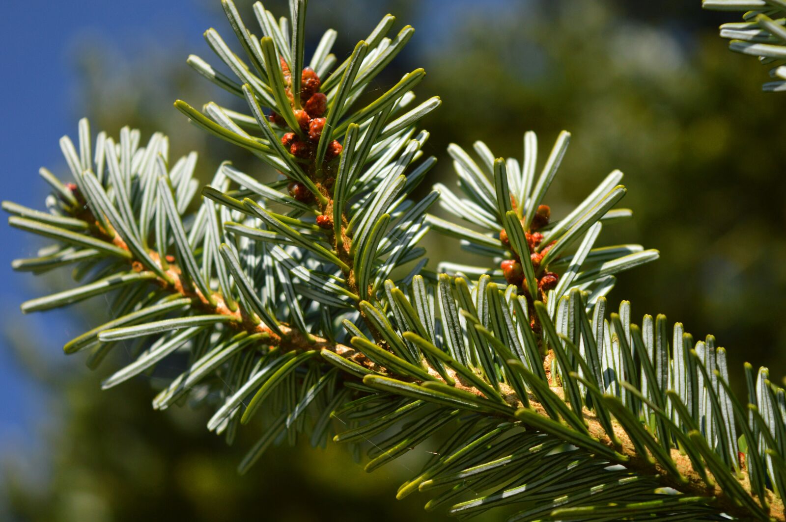 Nikon D3200 sample photo. Tannenzweig, pine needles, conifer photography