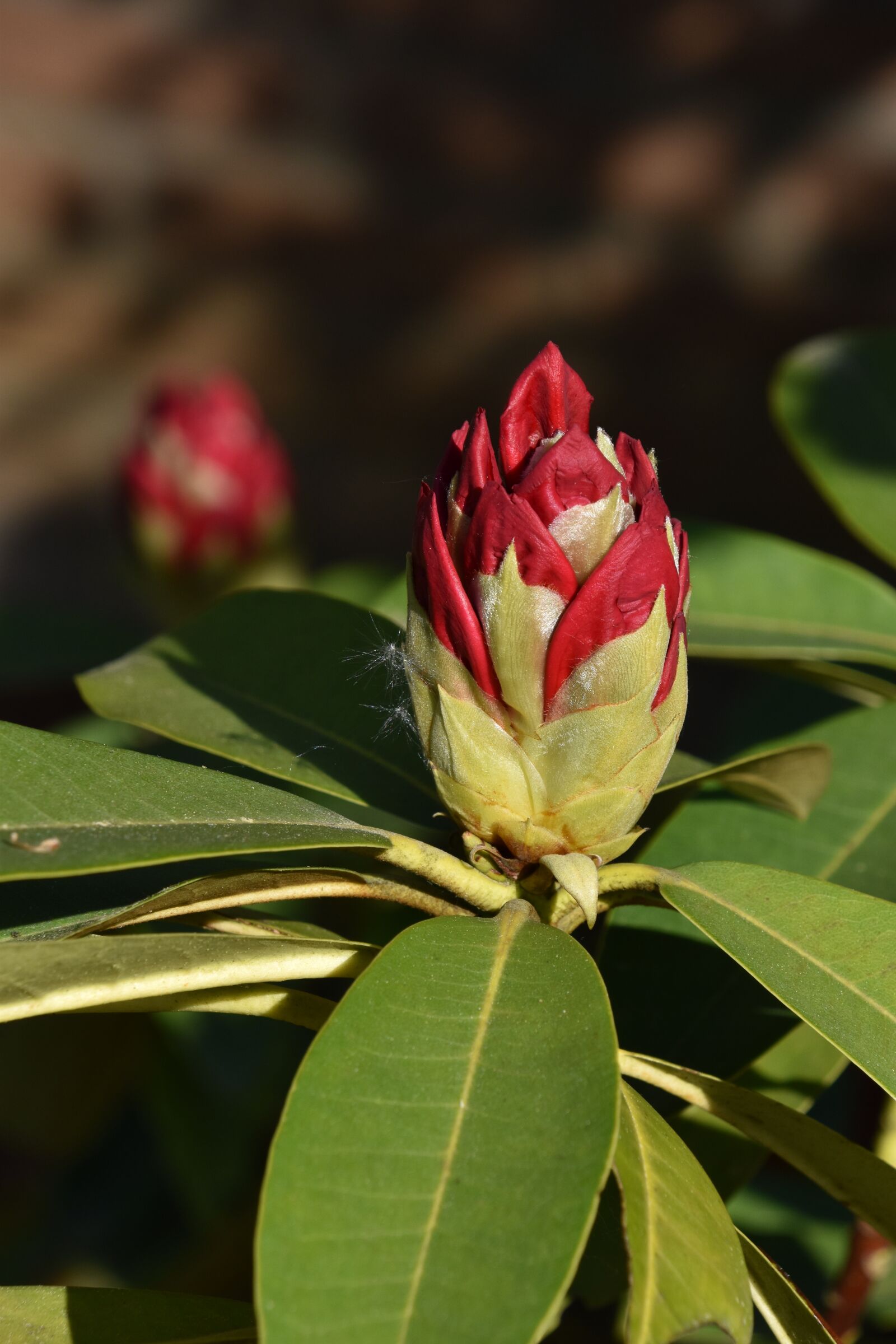 Nikon D5600 sample photo. Flower, rhododendron, flowering photography
