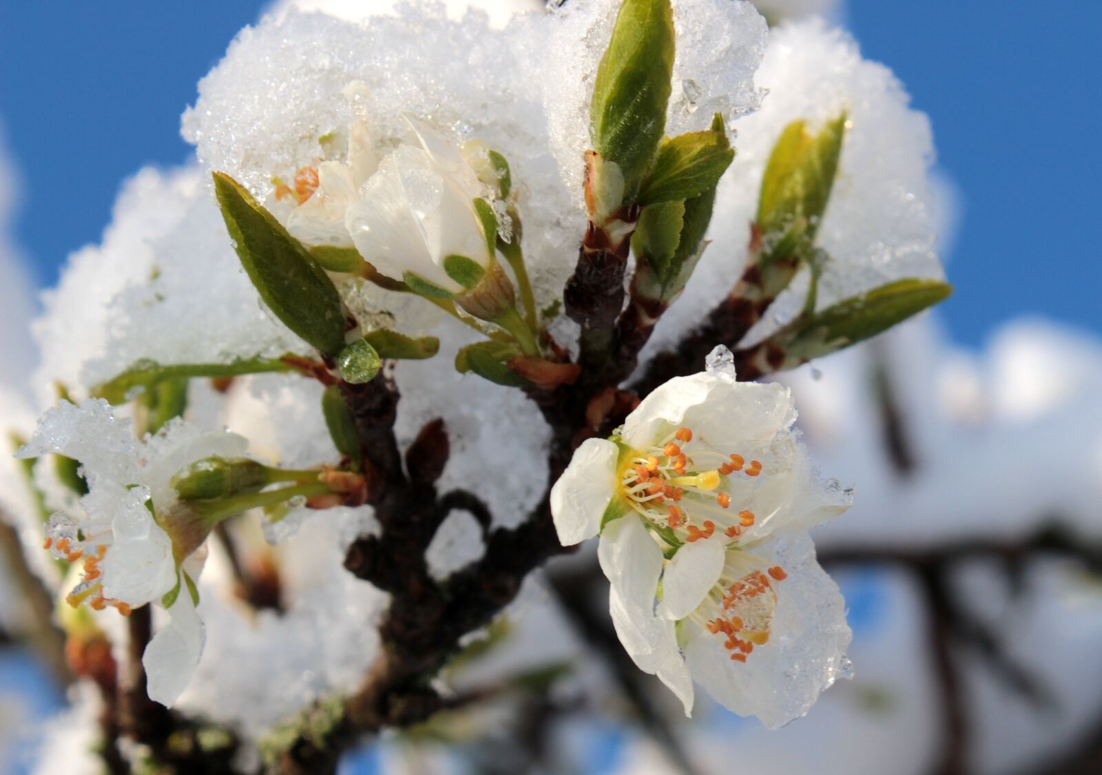 Canon EOS 650D (EOS Rebel T4i / EOS Kiss X6i) sample photo. Plum tree, prunus domestica photography