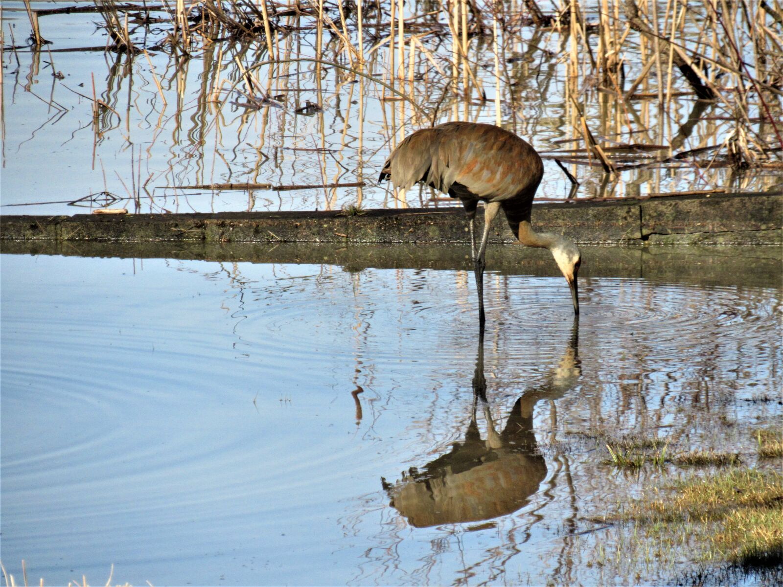 Canon PowerShot SX530 HS sample photo. Sandhill crane, sandhill crane photography