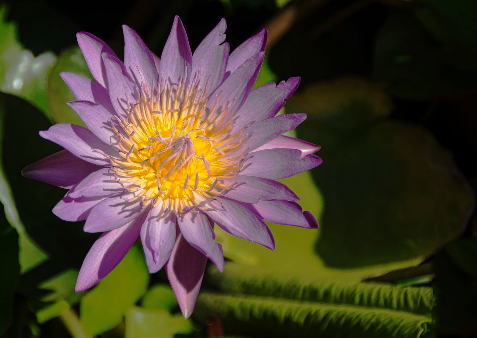 Sony SLT-A77 sample photo. Rose, water lily, plant photography