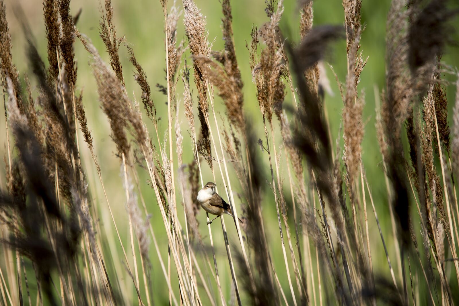 Nikon D750 sample photo. Bird, reeds, wildlife photography