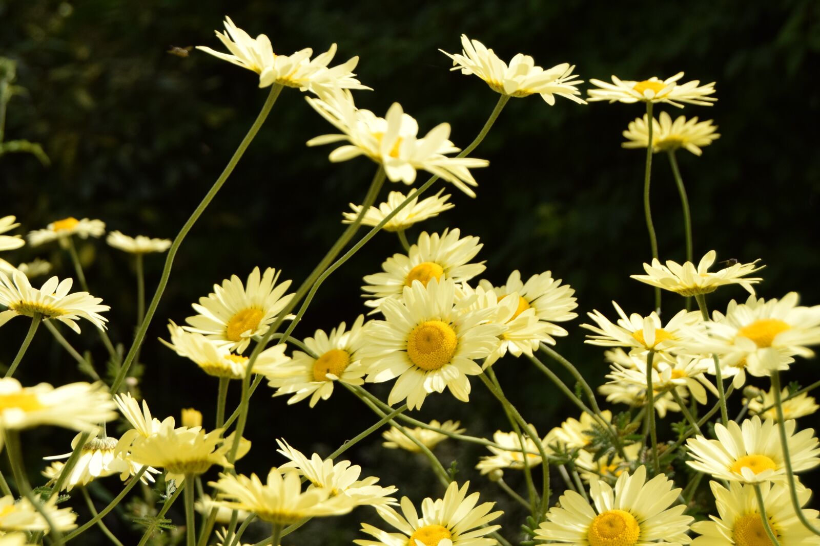 Nikon D3300 sample photo. Flower, plants, nature photography