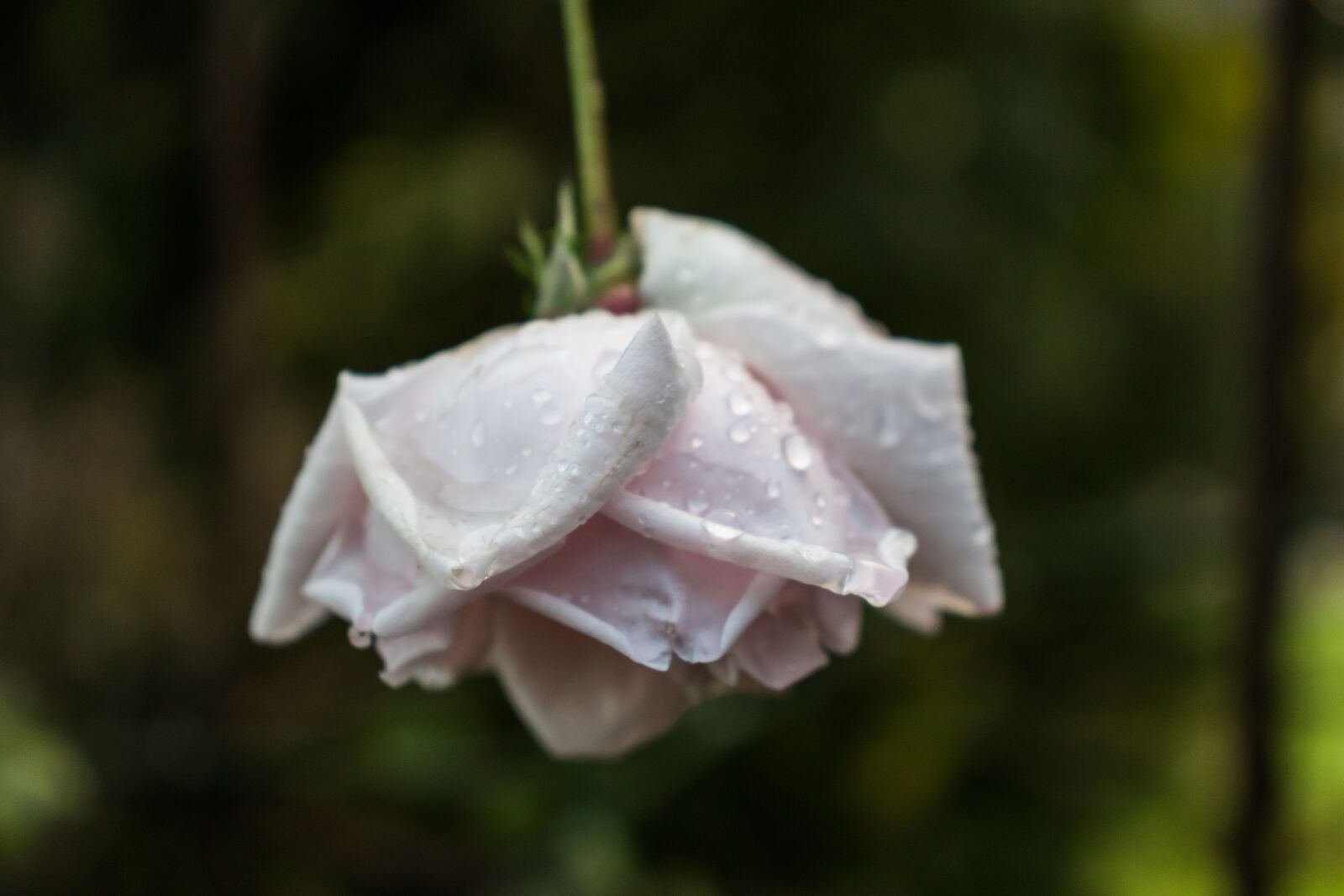 Canon EOS 200D (EOS Rebel SL2 / EOS Kiss X9) sample photo. Rose, white, blossom photography