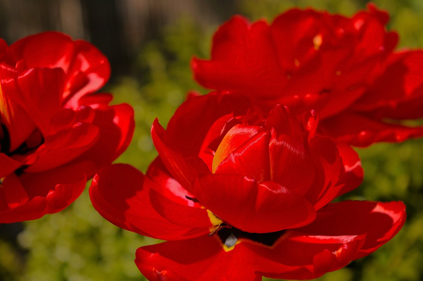 Pentax *ist DL2 sample photo. Tulips, red tulips, red photography