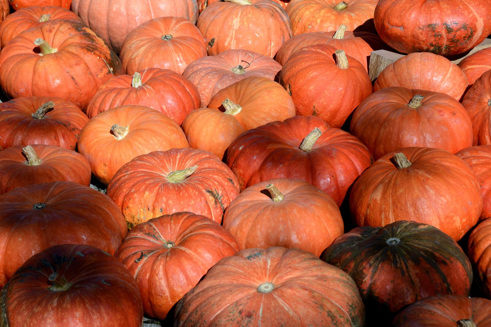 Nikon D7100 sample photo. Pumpkin, vegetables, autumn photography